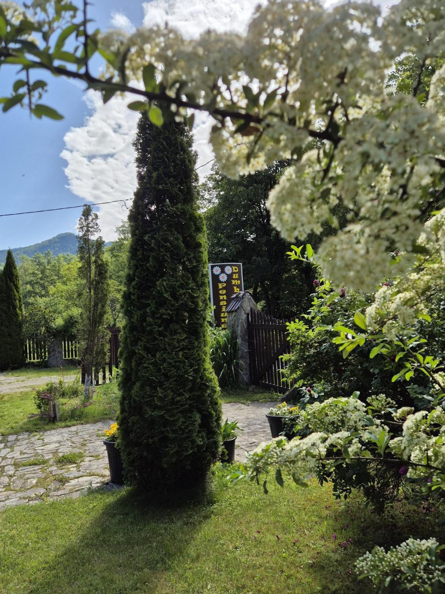 Hotel Pensiunea Dumbravita Rîu de Mori Exterior foto